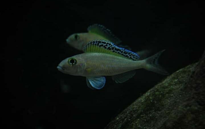 Xenotilapia spilopterus 'Mabilibili Bay'